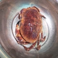 留胡子的哈密瓜