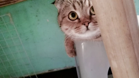 猫咪