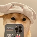 稳重的哈密瓜